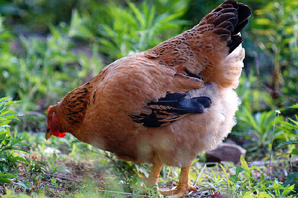 ĸ��������ʳ