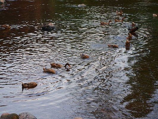 һȺ�����Ѽ��