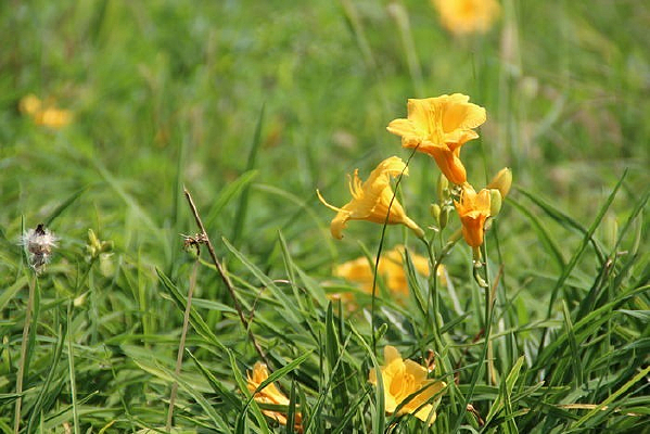 �ƻ�����