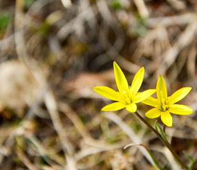 ��ɫ����