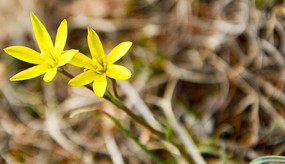 ��ɫ����