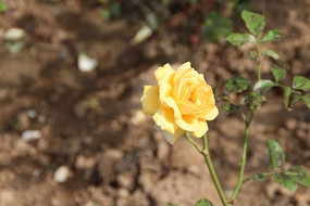 ��ɫ�¼���