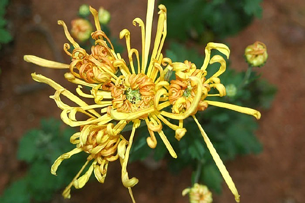 ���ɫ�ľջ�