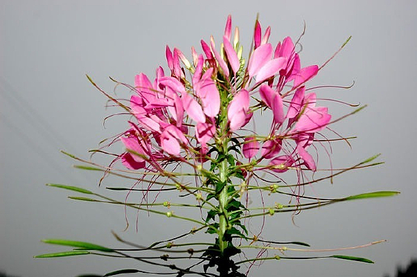 ���ŵĻ���