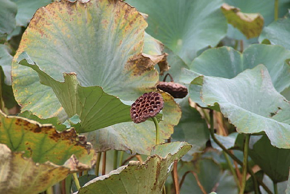 ��ή������