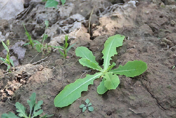 δ�����ѹ�Ӣ