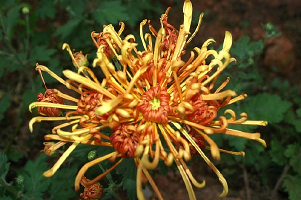 �����ľջ�