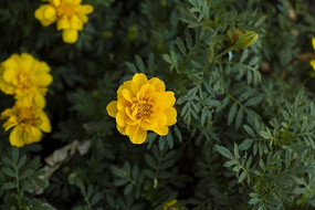 ���Ļ�ɫ�ջ�