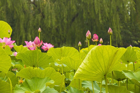 �������ŵĺɻ�