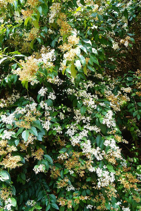 �����Ļ�Ҷ���