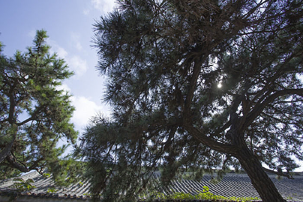 ��ɫ���ݼ�