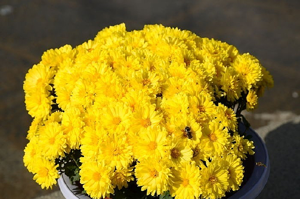 ʢ���ĳ���