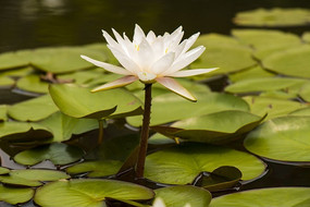 ʢ��������