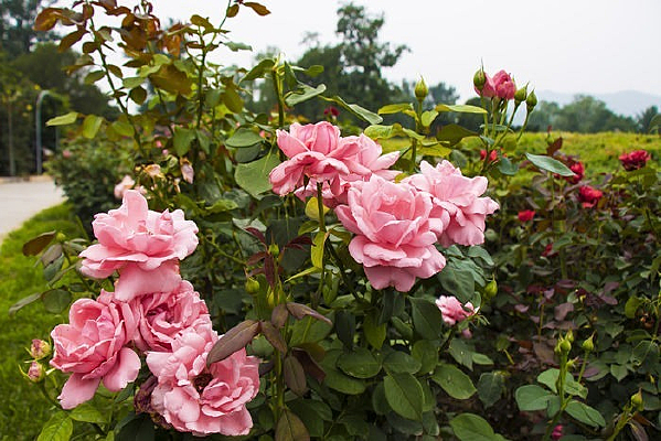 ʢ�����¼���