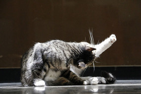 ��չ�����Сè