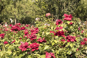 �¼�����