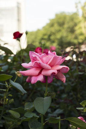 �¼�����