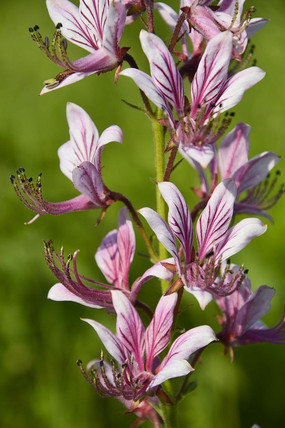 ��ɫ����