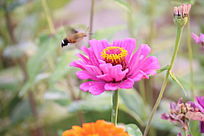 ���վհ�����ķ���ӥ��