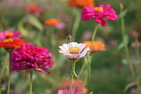 ���վ��ϵķ���ӥ��