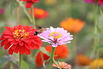 ���վ��Ͽ�����ķ���ӥ��