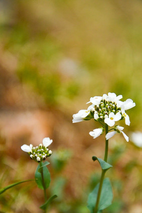 �����ɫС��