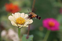 ����ɫ�������һֻ����ӥ��