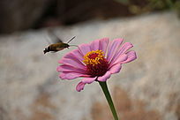 ����ӥ��ɷ۽�����