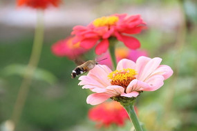 ����ӥ��ɷ���