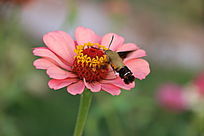 ����ӥ��ɻ�