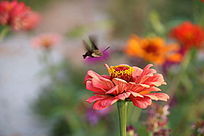 ����ӥ��ɻ���