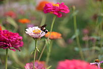 ����ӥ���ڲɰ��վ�