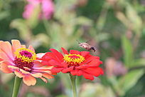 ����ӥ����������վ��ϲɷ�