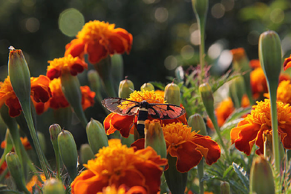 ���ھջ���