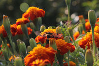 ���ھջ���