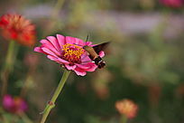 ��ɫ����һֻ����ӥ��