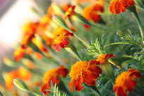 ������Ӱ�ջ�