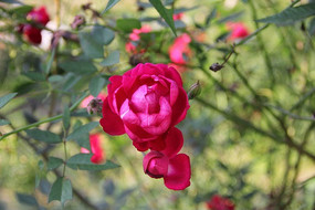 ������Ӱ�¼���