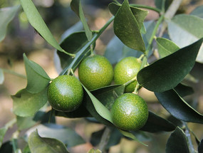 ��԰����ɫ���