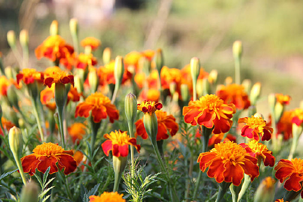 ���ĺ���