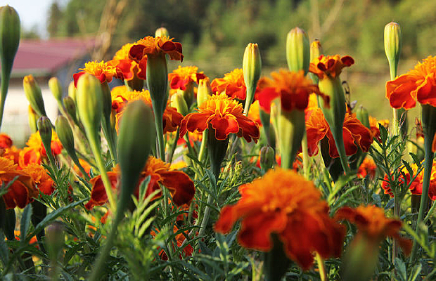 ���ĺ���������