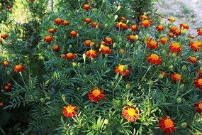 ������Ұ