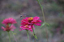 �����ϵķ���ӥ��