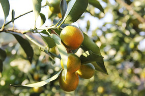 ��ۻ��˵�ͼƬ