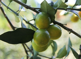 ��������Ƥ