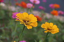 �����ɫ��