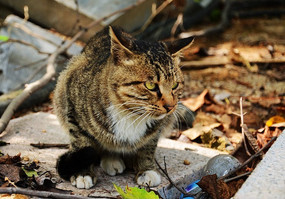 �����Ļ�è