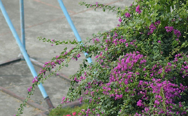 �ۺ�����÷