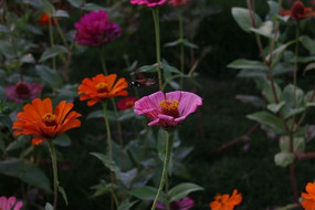 ������վ�