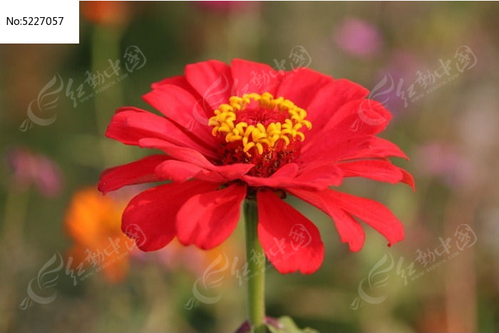 �ʺ�İ��վ�ͼƬ